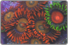 ReefKoi LE Fiji Combo Zoo's